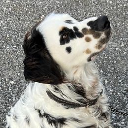 Dalmatian Puppies from Missouri Dalmatians
