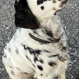 Dalmatian Puppies from Missouri Dalmatians