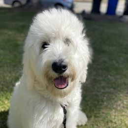 Gouda - Goldendoodle