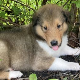 Wally - Sable and white male Collie puppy in Yulee, Florida from Three Collie Farm
