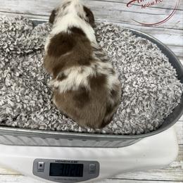 Red merle 3-NBT - Red merle male Australian Shepherd puppy in Archie, Missouri from Beachin' Aussies