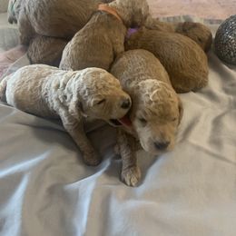 Goldendoodle Puppies from Puppy Paws