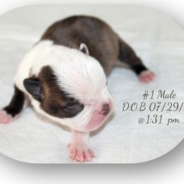 Boy 1 - Black and white male Boston Terrier puppy in North Central, Vermont from Windy Valley’s Bostons