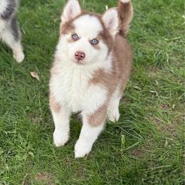 Scooby - Chocolate male Pomsky puppy in Lewiston, Minnesota from Family Pomsky
