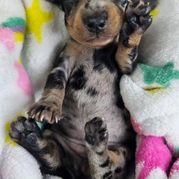 Black and tan dapple female 1 - Dapple female Dachshund puppy in Belle Rive, Illinois from Akin's Miniature Dachshunds, LLC