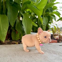 Brown - Cream male French Bulldog puppy in Wagoner, Oklahoma from Frenchie Frys