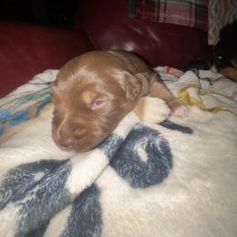 Australian Shepherd Puppies from McElroy Homestead Austrailian Shepherds