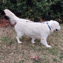 Charlotte - Golden Retriever