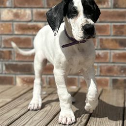 Great Dane Puppies from Blackmon Family Danes