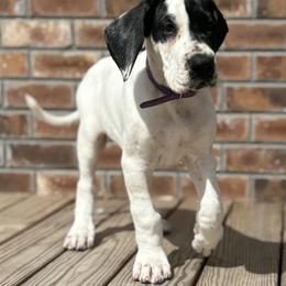 Great Dane Puppies from Blackmon Family Danes