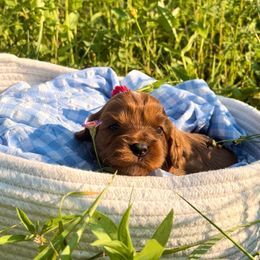 Peach - Red female Cavapoo puppy in Knoxville, Tennessee from Dukes Forever Doodles