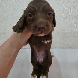 Chocolate girl - Chocolate female Dachshund puppy in West Plains, Missouri from Spring Creek Dachshunds