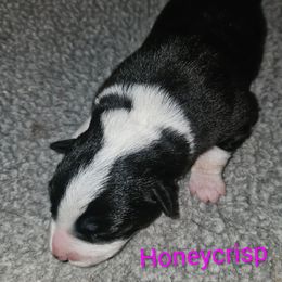 Honeycrisp - Black and white female Border Collie puppy in Gaffney, South Carolina from On the Lamb