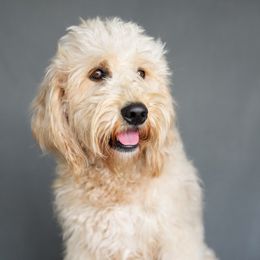 Nellie - Goldendoodle