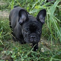 Girl 3 - Black female French Bulldog puppy in Crane, Missouri from James River French Bulldogs
