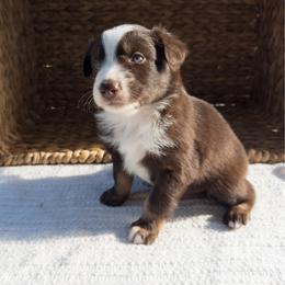 Reef - Red tri-color male Australian Shepherd puppy in Unionville, Iowa from Soap Creek Kennels