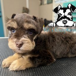 Liver and tan - Liver male Miniature Schnauzer puppy in Kaufman, Texas from KK’s Krazy Kennels