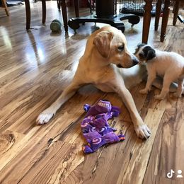 Russell Terrier Puppies from Acorn Ridge JRT
