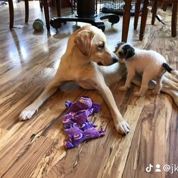 Russell Terrier Puppies from Acorn Ridge JRT