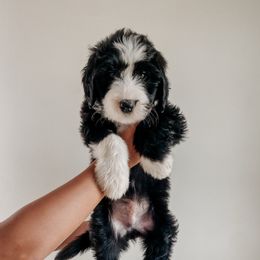Chase - Black and white male Sheepadoodle puppy in Wabash, Indiana from DOODCompany