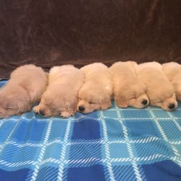 Golden Retriever Puppies from Goldens for You