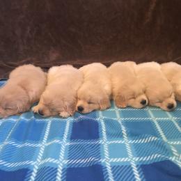 Golden Retriever Puppies from Goldens for You
