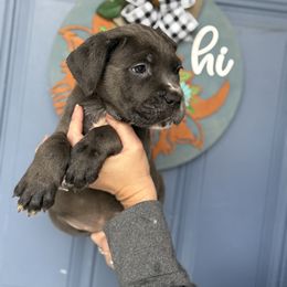 Purple Female 4 - Fawn female Cane Corso puppy in Lakeland, Florida from Valyrian Cane Corsos