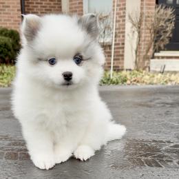 Gwen - Merle female Pomsky puppy in Long Grove, Illinois from Windy City Pomsky
