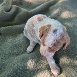 Boy 3 - Parti male Goldendoodle puppy in Shippensburg, Pennsylvania from Diller Doodle Pups