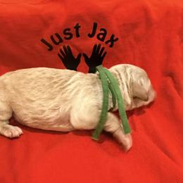 Boy 4 - Cream male Goldendoodle puppy in Houston, Texas from Were The Mack'Doodles