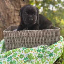 Green girl - Black female Labrador Retriever puppy in Corning, California from Raven's Labradors