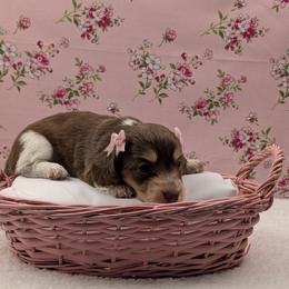 Dachshund Puppies from Hot Diggity Doxies of Dothan