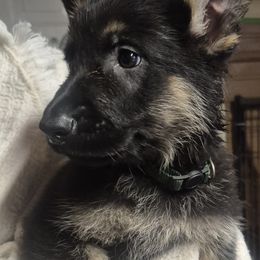 Brown collar - Black and tan male German Shepherd puppy in Murray, Kentucky from Froschwald German Shepherds and Xanadu Teddy Roosevelt Terriers
