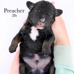 Preacher - Tri-color male Bernedoodle puppy in Comanche, Texas from Central Texas Doodles, LLC.