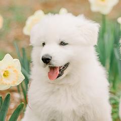 Berger Blanc Suisse Puppies from Edelweiss Berger Blanc Suisse