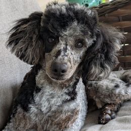 Journey - Poodle