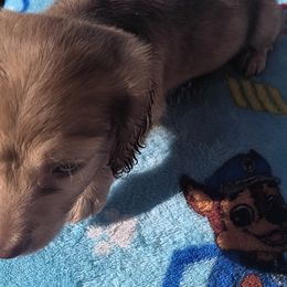 Dachshund Puppies from Nikas Baby Beanz LH Dachshunds