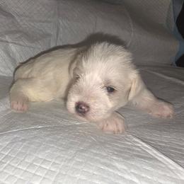 Stymie - White male Miniature Schnauzer puppy in Bloomington, California from Michael's Minis