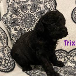 Cockapoo Puppies from Coco's Cocopuffs