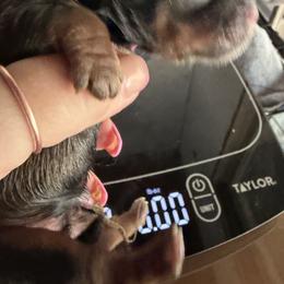 Atlas - Brindle male Shih Tzu puppy in Escondido, California from CRUZ Canines's Shih Tzus