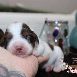 S'mores AKC 2,800 - Piebald male Dachshund puppy in Pope, Mississippi from Anna’s Mini Doxies