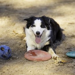 Gwyn - Border Collie