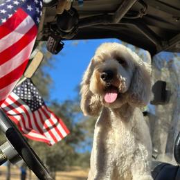 Kira - Goldendoodle