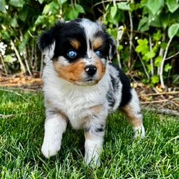 Lady - Blue merle female Toy Australian Shepherd puppy in Tonasket, Washington from V5 Aussies