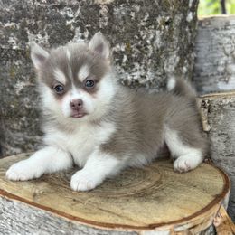 Misty - Lavender female Pomsky puppy in Staples, Minnesota from Ritzy Puppies
