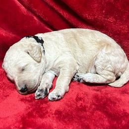 Black Collar - Cream male Poodle puppy in North Newton, Kansas from Cuddlebugs Standard Poodles