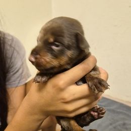 Doberman Pinscher puppies from Stand Alone European Dobermans