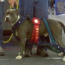American Pit Bull Terriers and Rottweilers from Southpaws Kennel