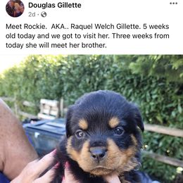 French Bulldog and Rottweiler Puppies from MBArotties_frenchies