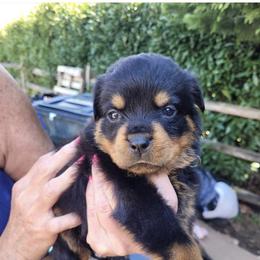 French Bulldog and Rottweiler Puppies from MBArotties_frenchies